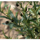 planta-artificial-decorativa-olivo-145